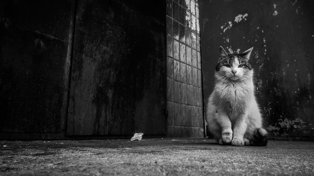 lonely homeless cat