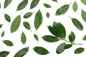 laurel isolated on white background. Fresh bay leaves. Top view. Flat lay pattern