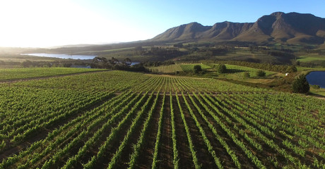 Aerial over a vineyard near Cape Town, at sunset