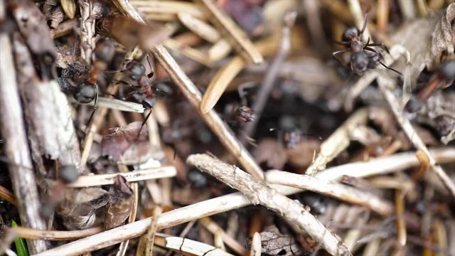 Wild ant hill in the forest closeup