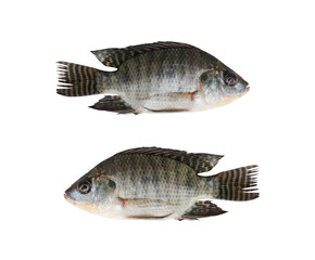 Freshness Tilapia or Cichlidae of freshwater fish isolated on white background.