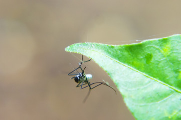 Aedes Aegypti Mosquito , Close Up , Selective Focus