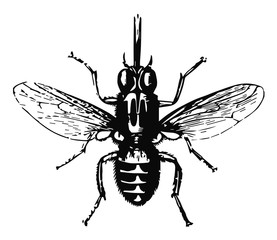 Tsetsefliege - tsetse fly