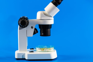 Experiments with plants in petri dish in the laboratory