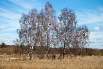 Trees without leaves in the clearing