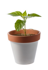 Paprika seedling in clay pot isolated on white