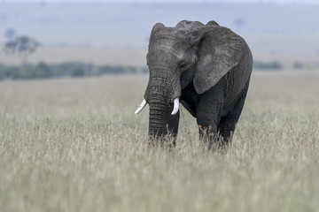 Fototapeta na wymiar elephant