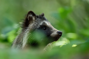 Naklejka premium Raccoon dog (Nyctereutes procyonoides)