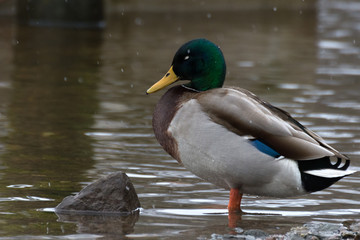 A male duck sleeping at the edge of Loch Lomond
