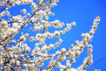 Branches of the blossoming apple-tree