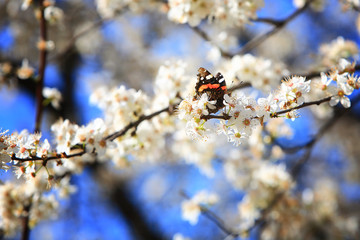 Butterfly on a branch 04