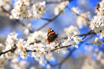 Butterfly on a branch 03