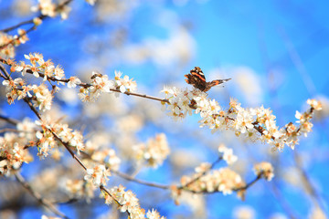 Butterfly on a branch 02