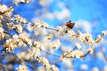 Butterfly on a branch 01