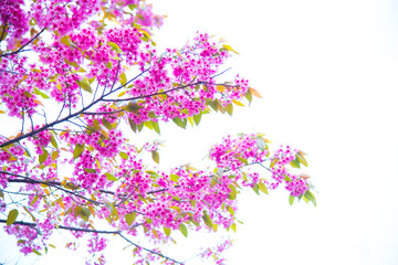 Obraz na płótnie Canvas Wild Himalayan Cherry.