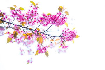 Obraz na płótnie Canvas Wild Himalayan Cherry.