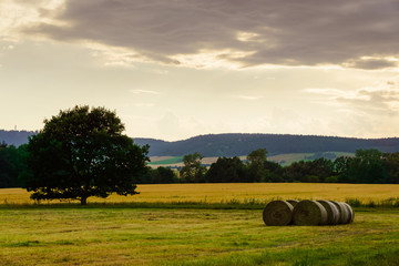 Fiel with hay bales and tree in a warm summer evening light