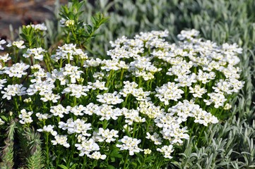 Iberis sempervirens