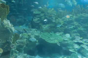 Fototapeta na wymiar blur group of fish swim inside deep aquarium background