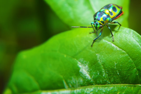 Rainbow Shield Bug ( Calidea dregii ) On Green Leaf , Close Up , Selective Focus