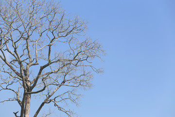 Branch of dead tree on blue sky background.