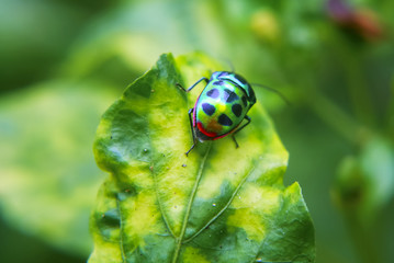 Fototapeta premium Rainbow Shield Bug ( Calidea dregii ) On Green Leaf , Close Up , Selective Focus