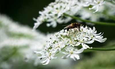 Sideview macro of bee collecting nektar from white flower blossoms