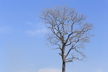 Branch of dead tree on blue sky background.