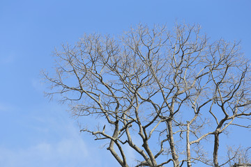 Branch of dead tree on blue sky background.