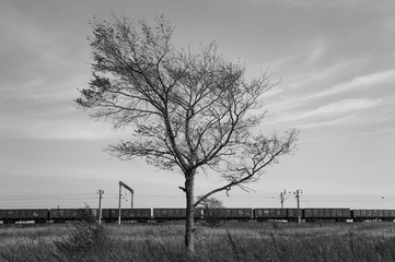 Tree and Train. BW