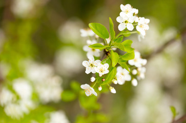White flowers on a tree in spring