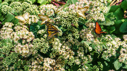 Group of varying butterflies frfom the birds-eye perspective