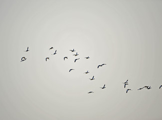 The ducks