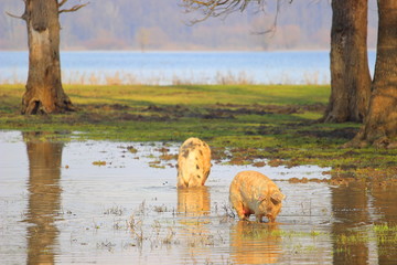 Domestic pigs in flooded forest, Nature park Lonjsko polje, Croatia © Simun Ascic