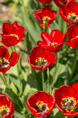 Red tulip flowers in a park