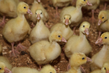 little yellow ducklings on the farm