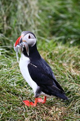 puffin