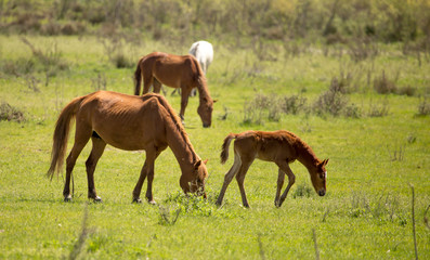 Horses in the pasture in the spring