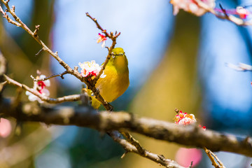 The Japanese White eye.The background is white plum blossoms.Located in Tokyo Prefecture Japan.