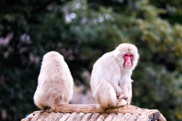 Japanese macaque