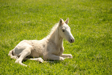 Obraz na płótnie Canvas little horse lies on the green grass