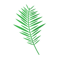 green branch palm leaves frond natural vector illustration