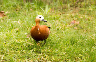 A duck walks along the green grass