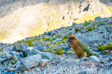 Kia Bird stand on the rock beside the glacier lake in Mt Cook National park, Hook Valley, South Island, New Zealand