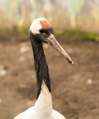 Portrait of a stork at the zoo