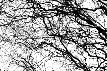 Naked tree branches on a white background