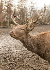 Portrait of a deer in a zoo in winter