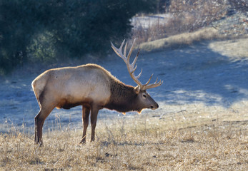 Bull elk, or wapiti (Cervus canadensis) grazing at cold winter day, Neal Smith National Wildlife Reserve, Iowa, USA