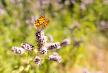 Beautiful butterfly in the wild on a plant