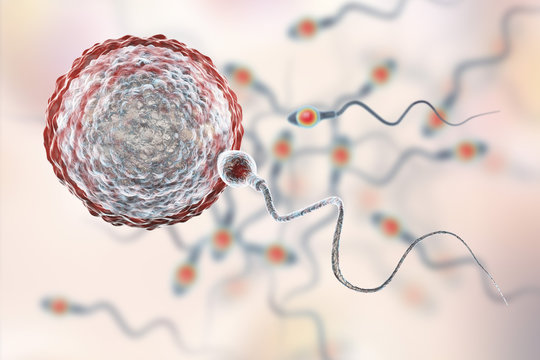 Fertilization of human egg cell by spermatozoan, 3D illustration